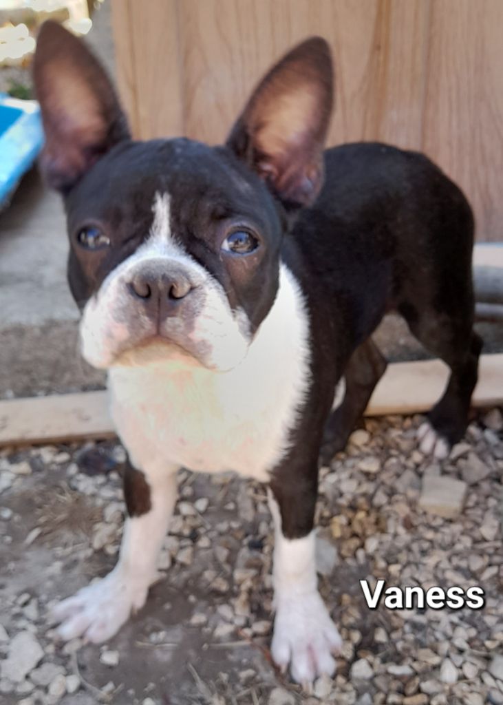 des lavandes de la Sainte Victoire - Chiot disponible  - Boston Terrier