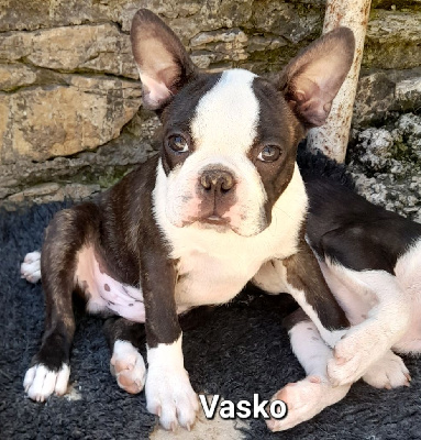 VASKO