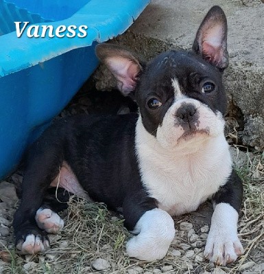 VANESS