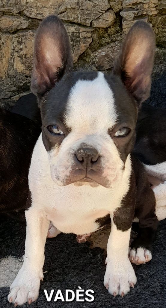 des lavandes de la Sainte Victoire - Chiot disponible  - Boston Terrier