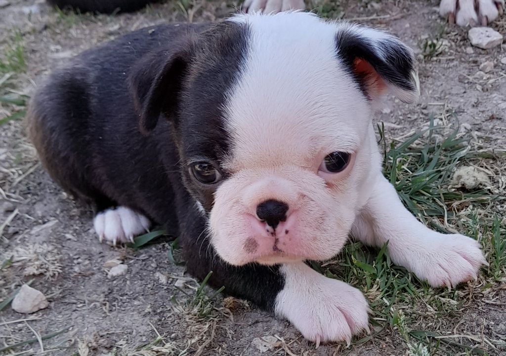 des lavandes de la Sainte Victoire - Chiots disponibles - Boston Terrier