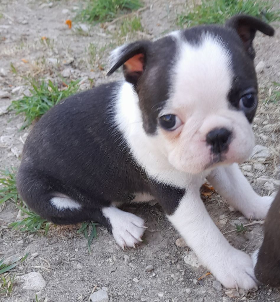 des lavandes de la Sainte Victoire - Chiots disponibles - Boston Terrier
