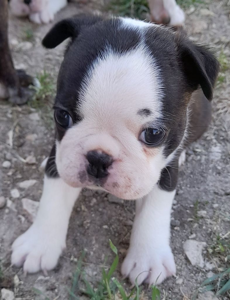 des lavandes de la Sainte Victoire - Chiots disponibles - Boston Terrier